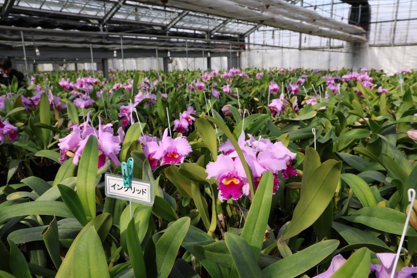From Tokyo to Ukrainian fields: how Japan’s experience will strengthen farmer training